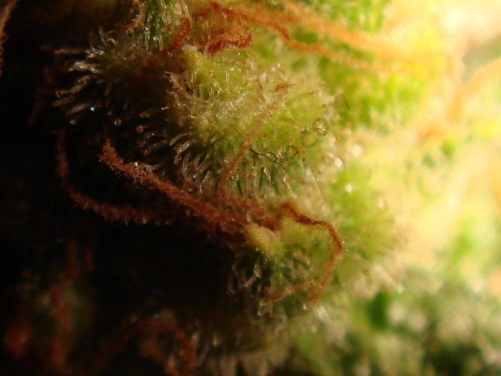 Trichomes ambrés (5)