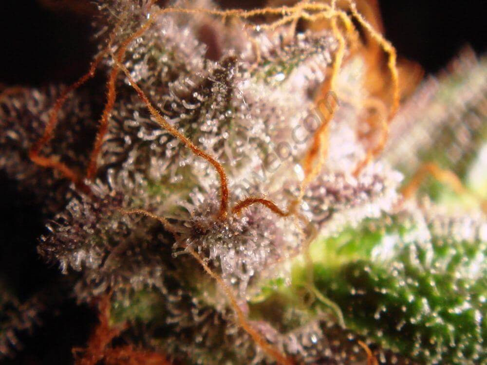 Trichomes de cannabis Flo terminant de mûrir avant la récolte