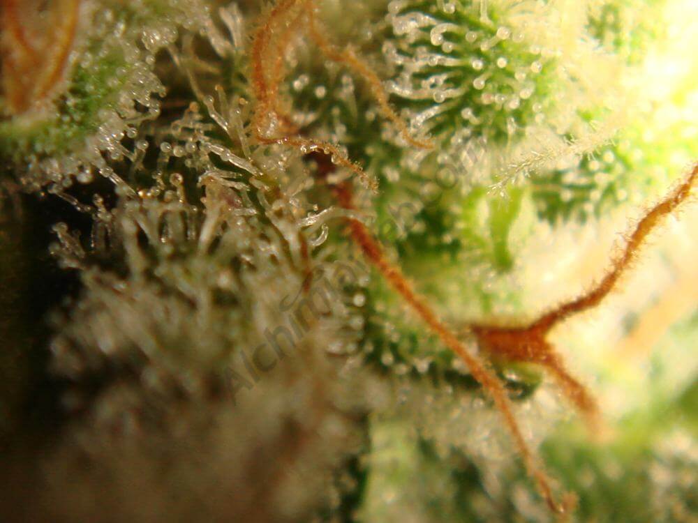 Trichomes ambrés (6)