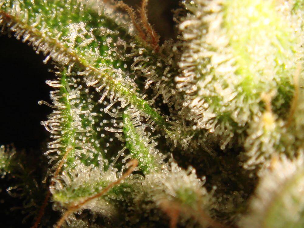 Trichomes terminant de mûrir avant la récolte