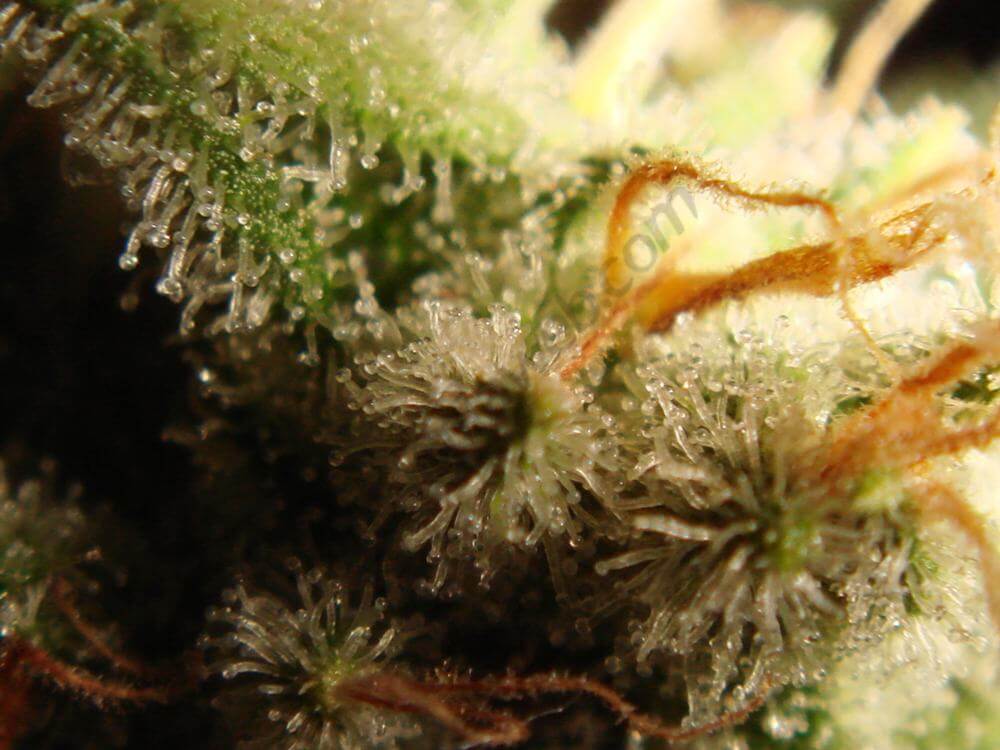 Trichomes terminant de mûrir avant la récolte