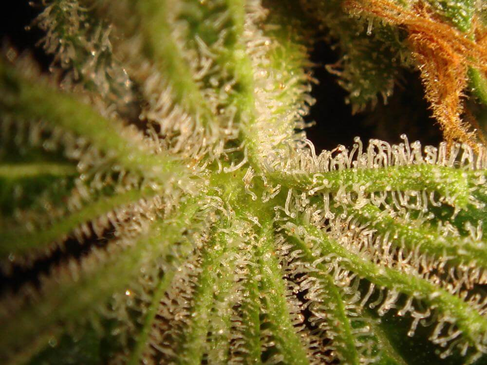 Trichomes ambrés (8)