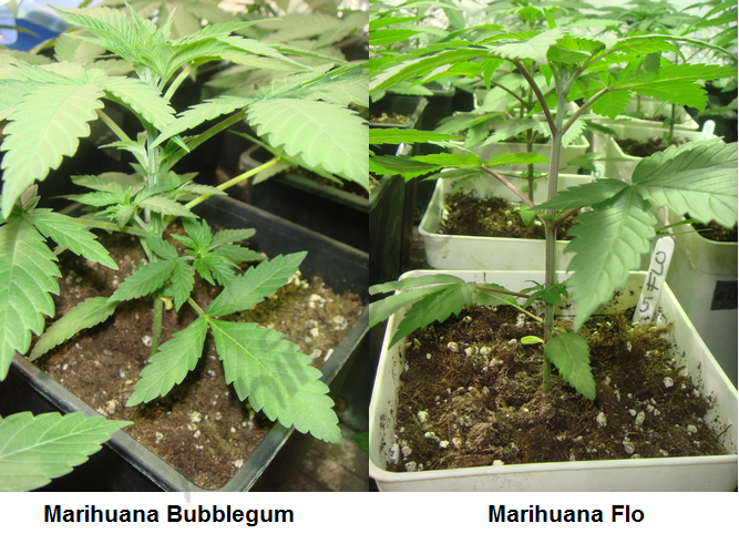 Cannabis Flo et Bubblegum