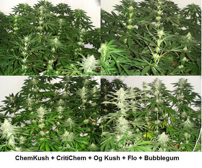 Culture de cannabis multi-variété en intérieur