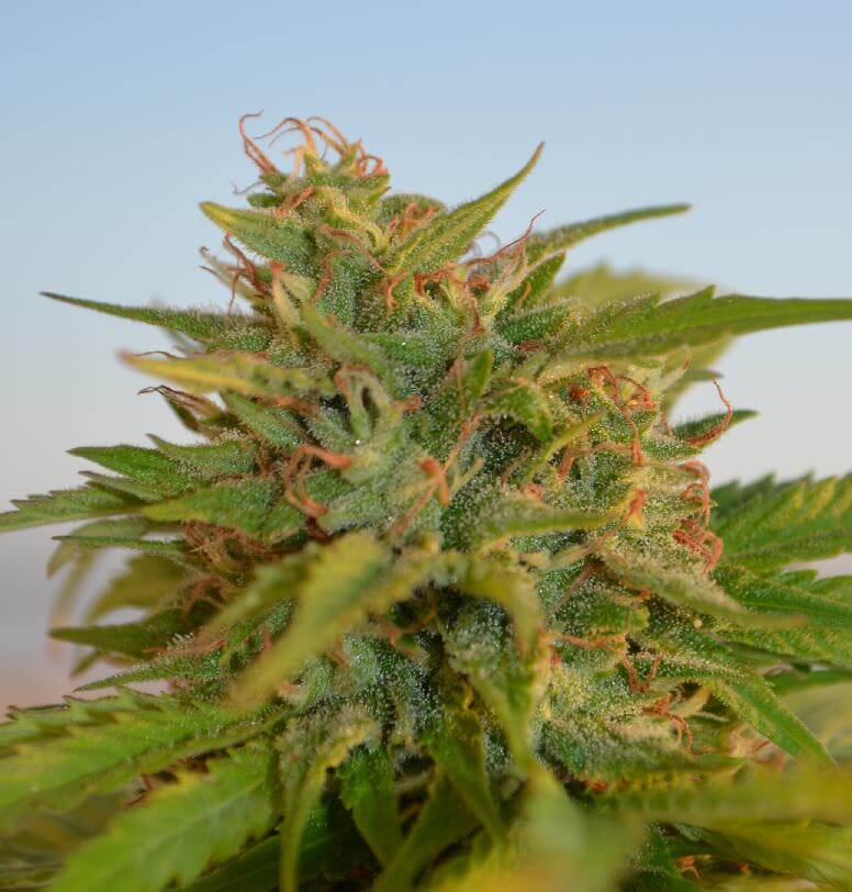BioTabs: culture organique de cannabis en coco