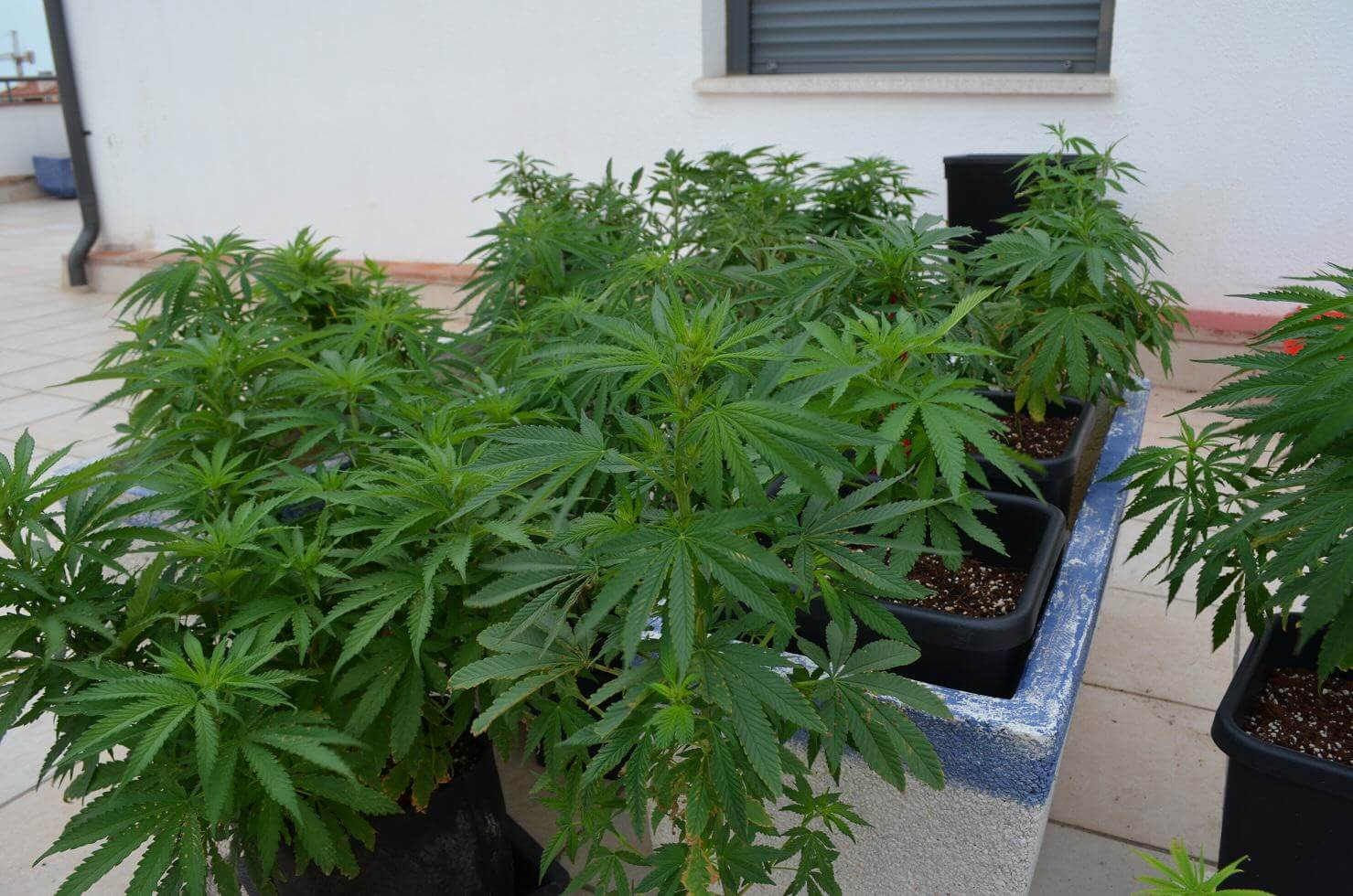 Petit jardin de cannabis en extérieur en coco et Biotabs