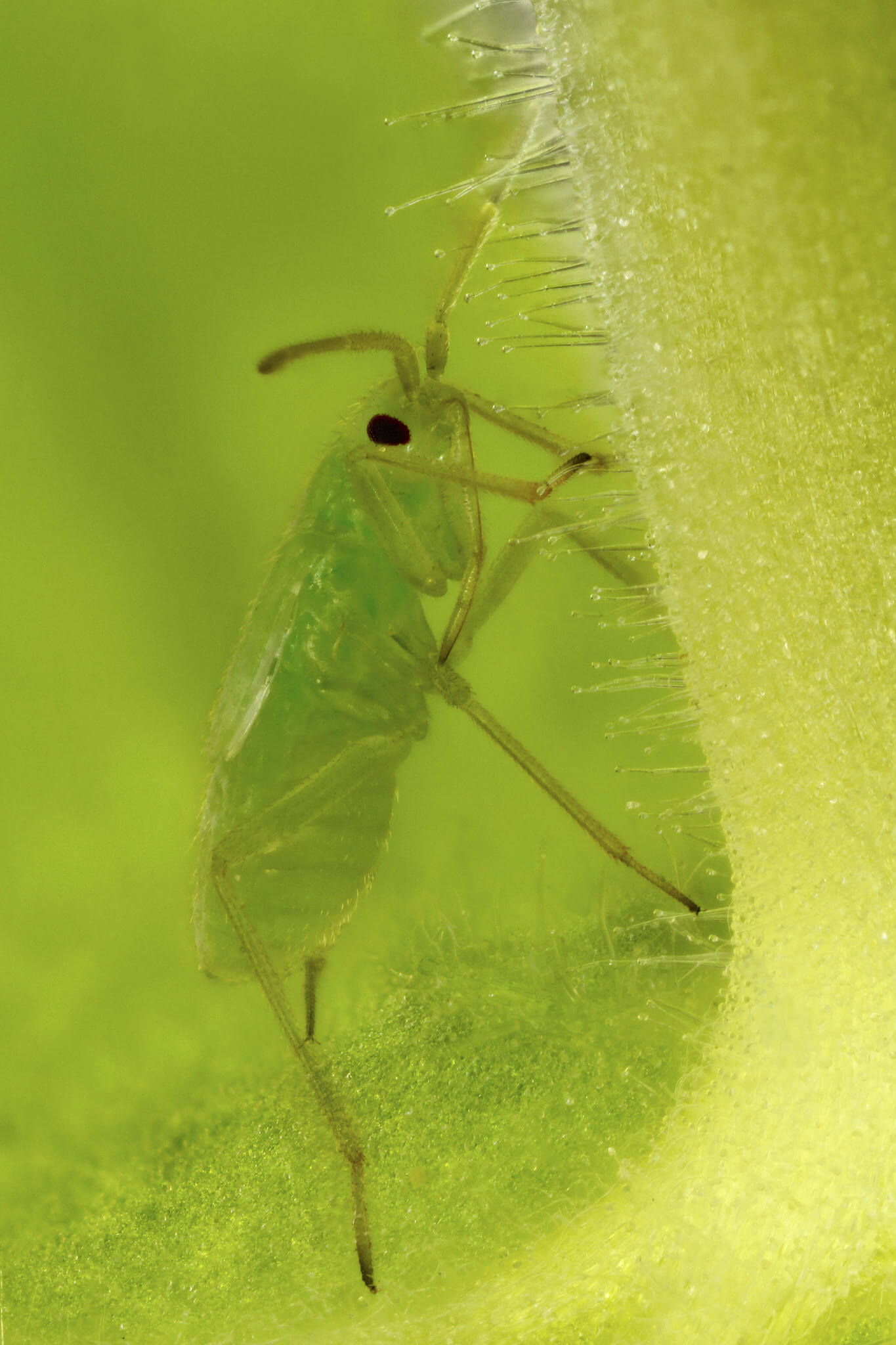 Macrolophus Caliginosus, prédateur de la mouche blanche