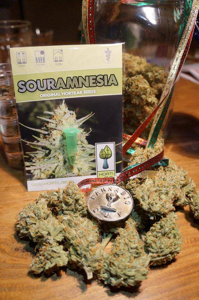 Sour Amnesia, une variété HortiLab testée et approuvée par notre équipe