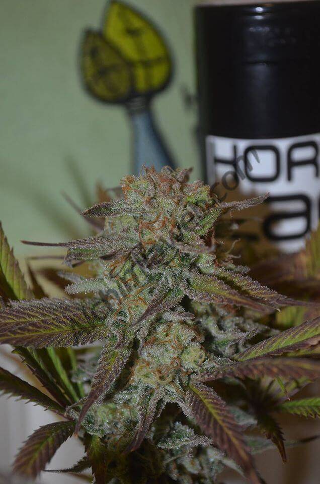 Sour Amnesia - HortiLab Seeds