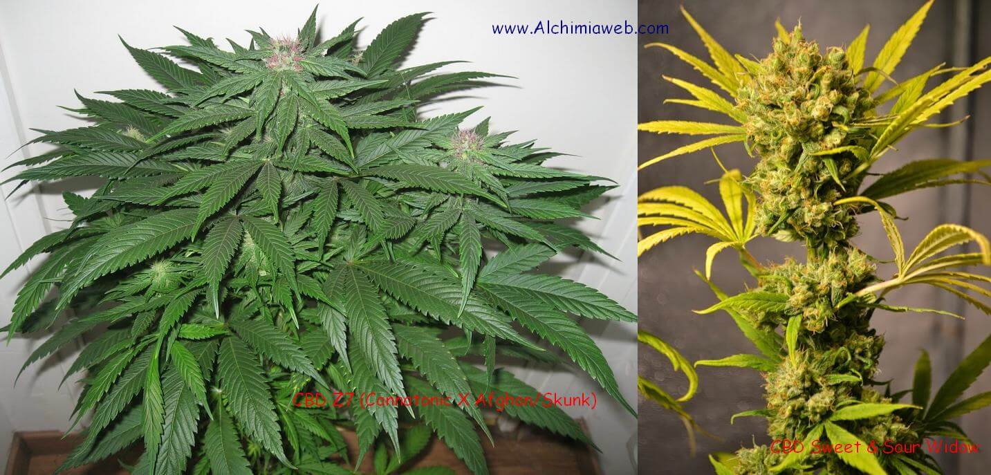 Plantes de cannabis médical de CBD Crew