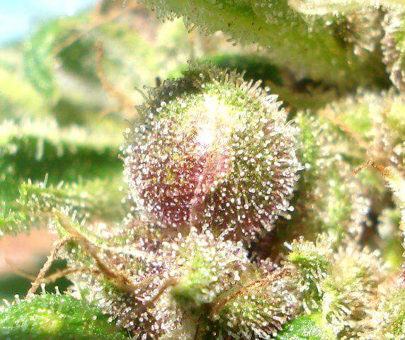 Trichomes de Durganchitral.