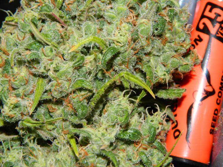 Cannabis Orange Bud