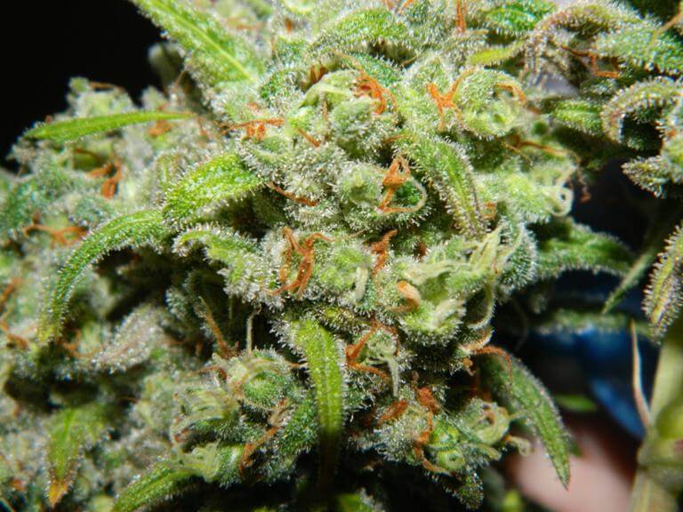Trichomes du cannabis Orange Bud