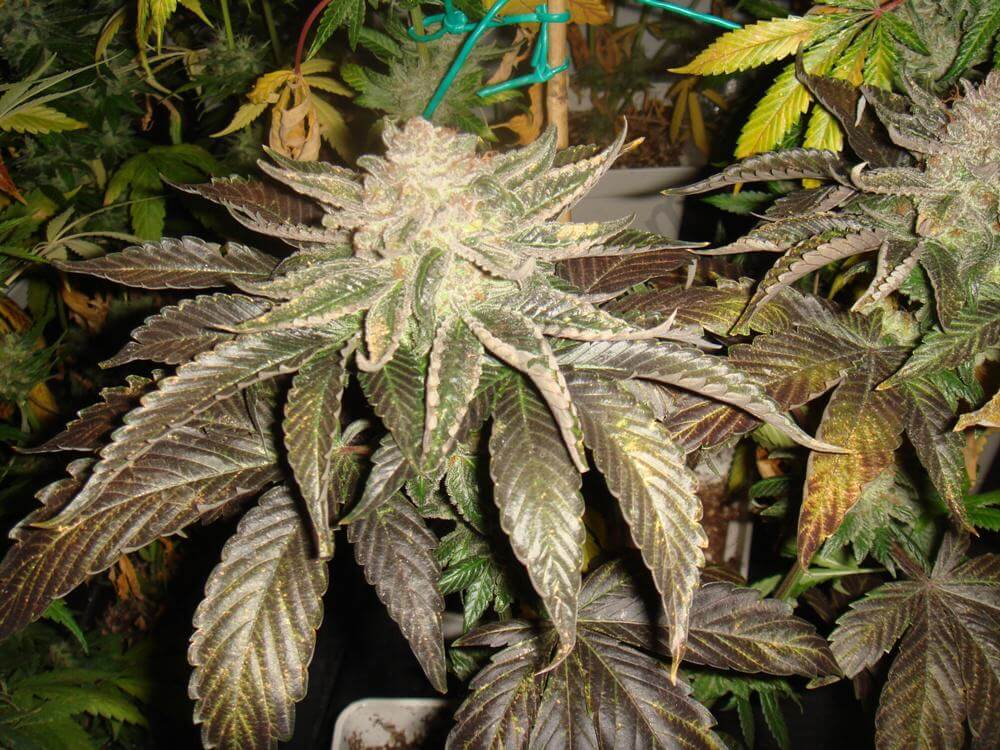 Cannabis aux feuilles sombres