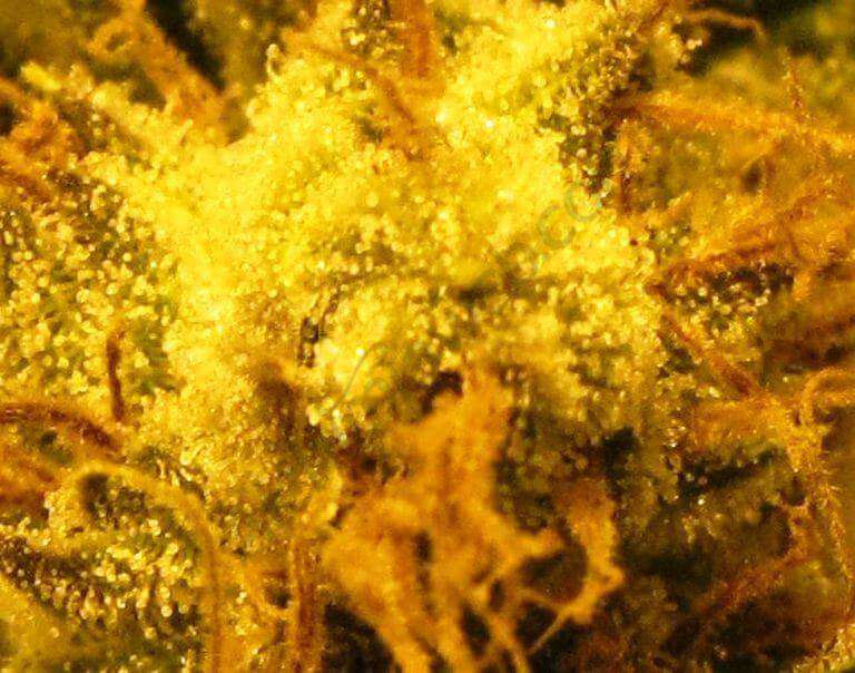 Effet perle sur la plante de cannabis