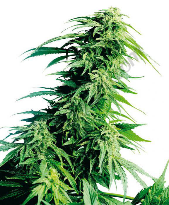 Plante de cannabis Hindu Kush de Sensi Seeds