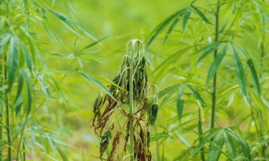 champignon-fusarium-cannabis