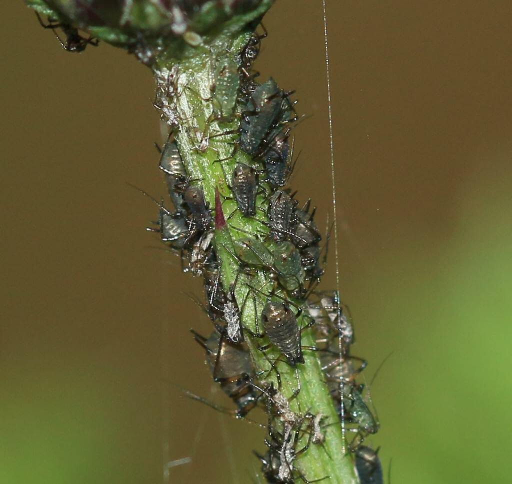 La mouche noire de terreau dans la culture du cannabis- Alchimia