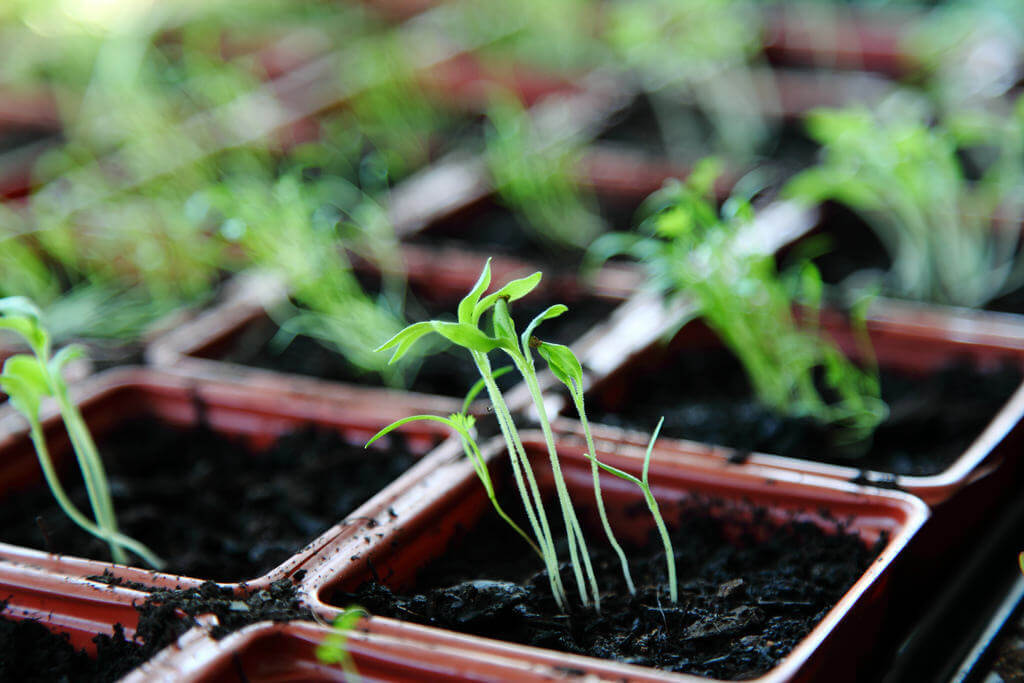 Une photopériode adaptée permettra une croissance correcte des plantes.
