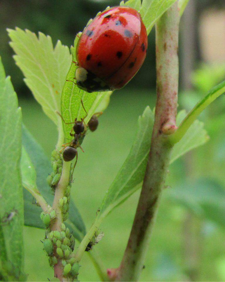 Fourmis protégeant son troupeau de pucerons d'une coccinelle