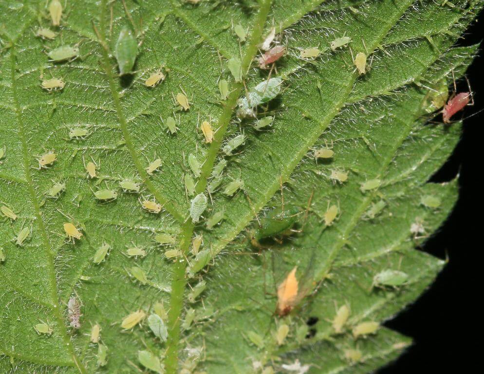 Invasion de pucerons sur une feuille