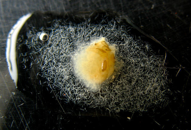 Sterneinema, parasite naturel de la mouche noire