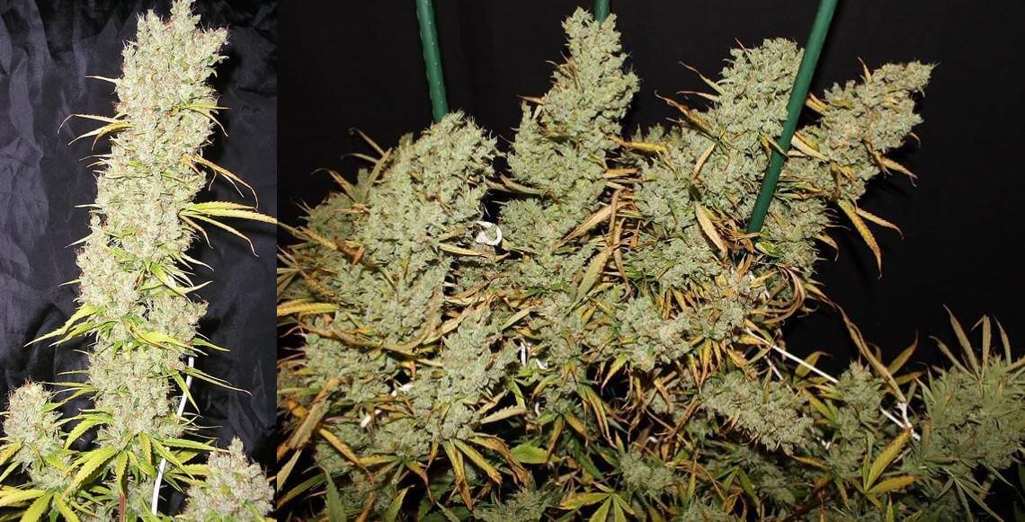 Cannabis Zamalmystic cultivé par JahGreenLabel