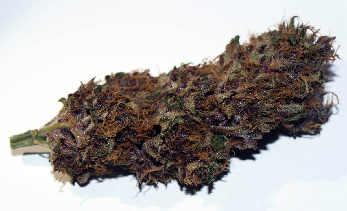 Variété de cannabis Cheestral d'Underground Seeds