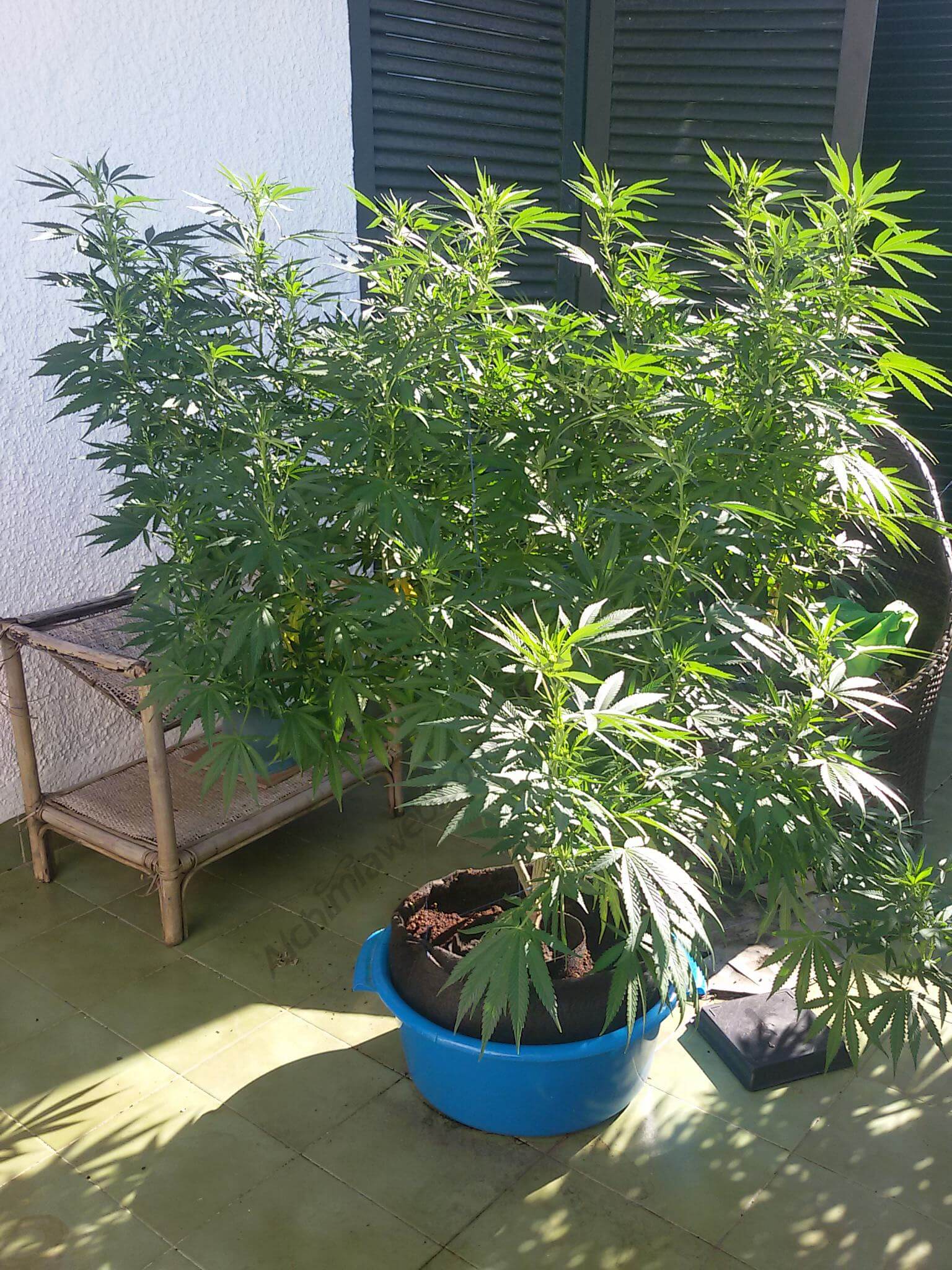 Plante de Sour Kosher travaillée avec la technique du palissage