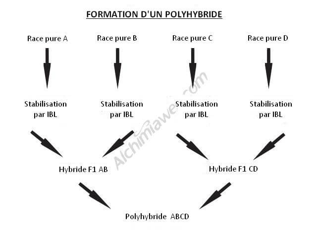 nomenclature-basique-genetique-cannabique