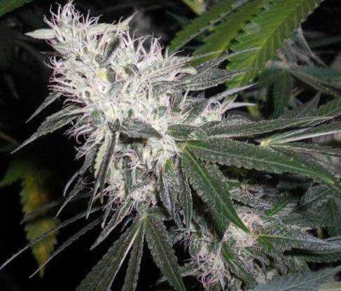 Chemdog de Green House Seeds