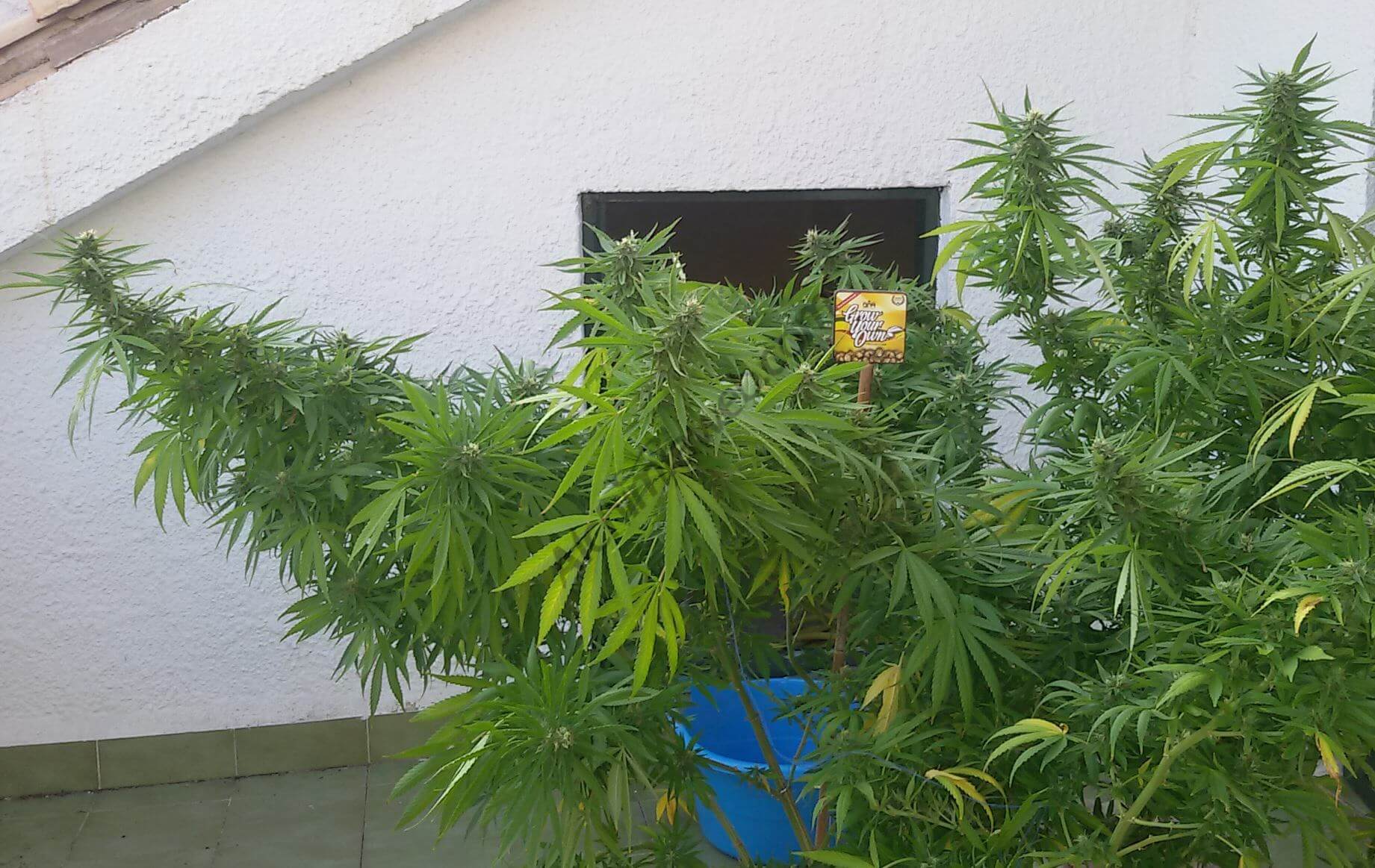 Plante de cannabis cultivée sur le plan horizontal