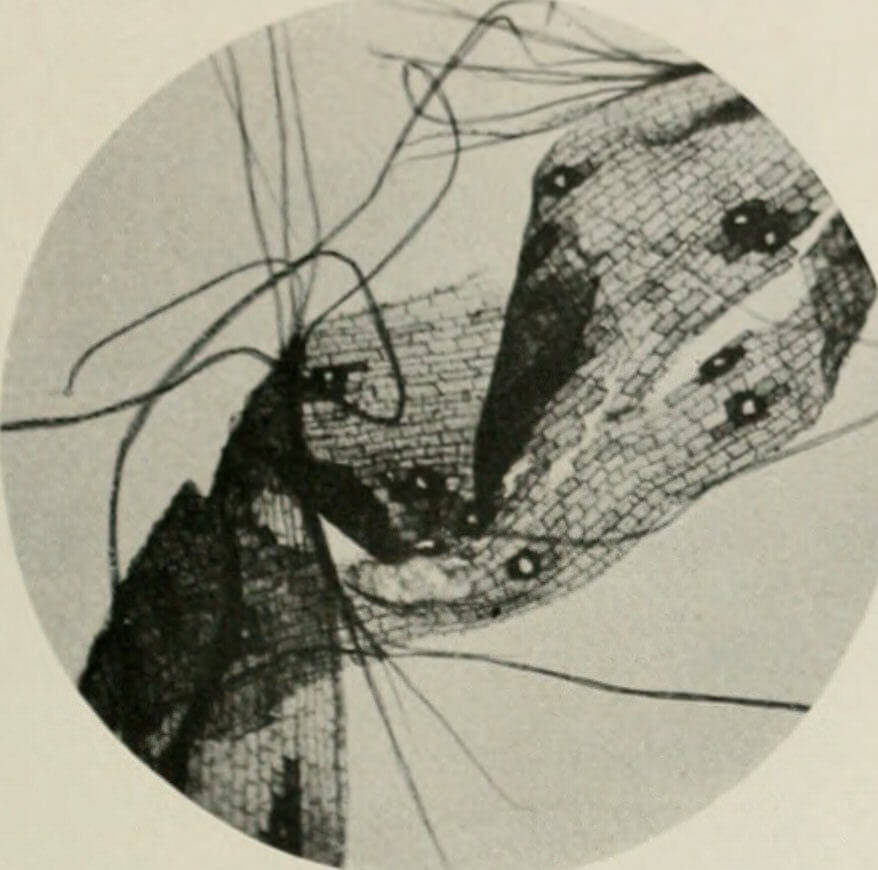 Restes de fibres de chanvre observés au microscope (Manille)