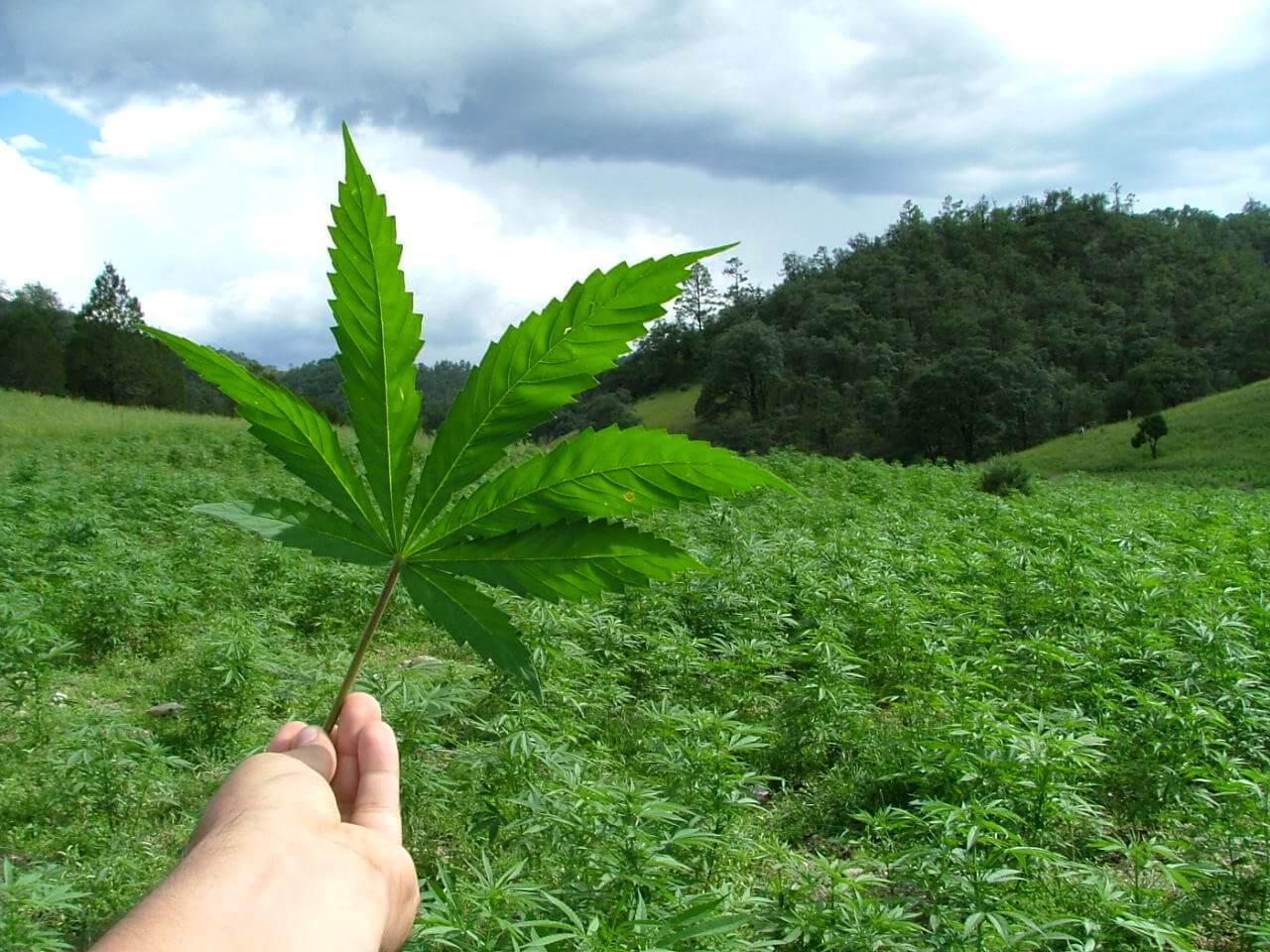 Le Chili va cultiver plus de 6900 plantes de cannabis médical !