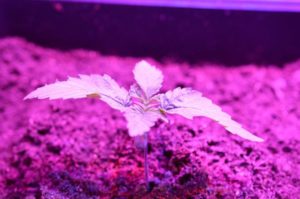 Petite plante de cannabis poussant sous un panneau LED