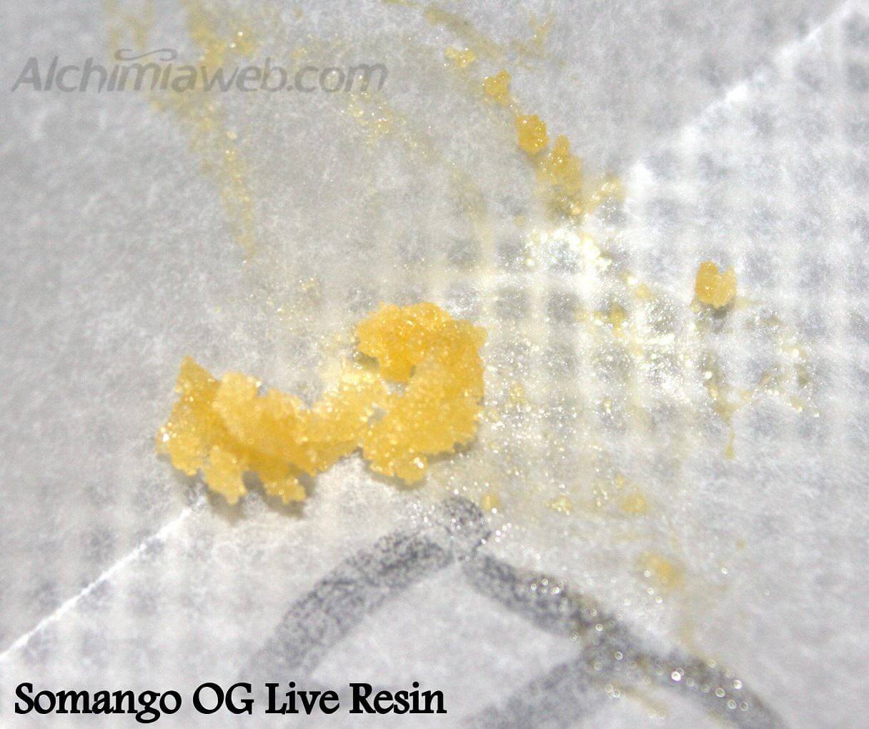 Le Live Resin de Somango OG qui a valu à OilHunters le premier prix BHO.