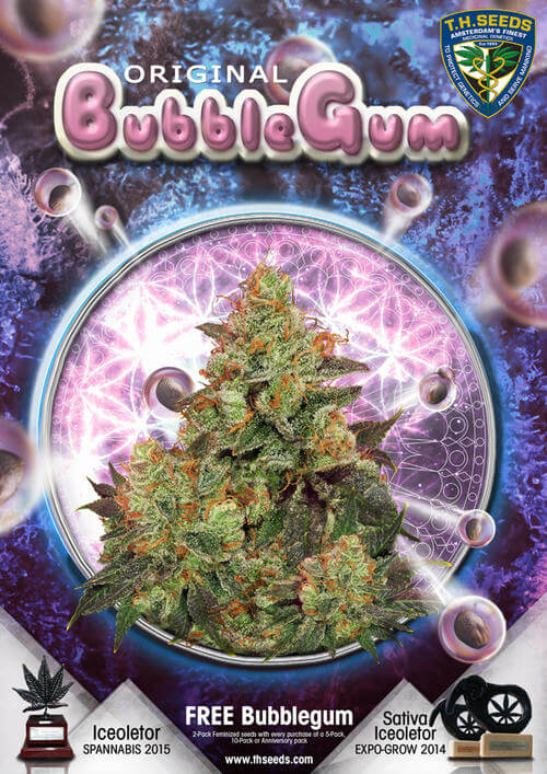 Bubblegum de TH Seeds