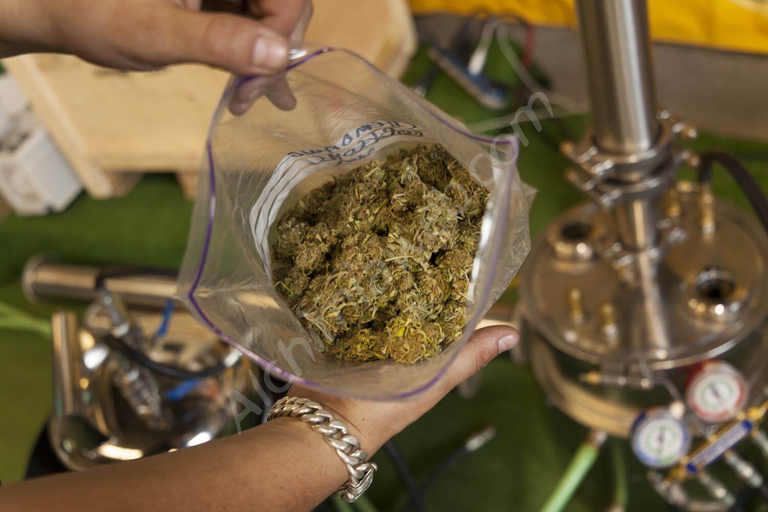 Herbe de cannabis utilisée pour l'extraction