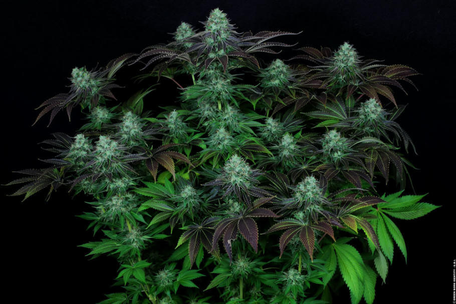 Darkstar, l?une des indicas les plus puissantes de T.H. Seeds !