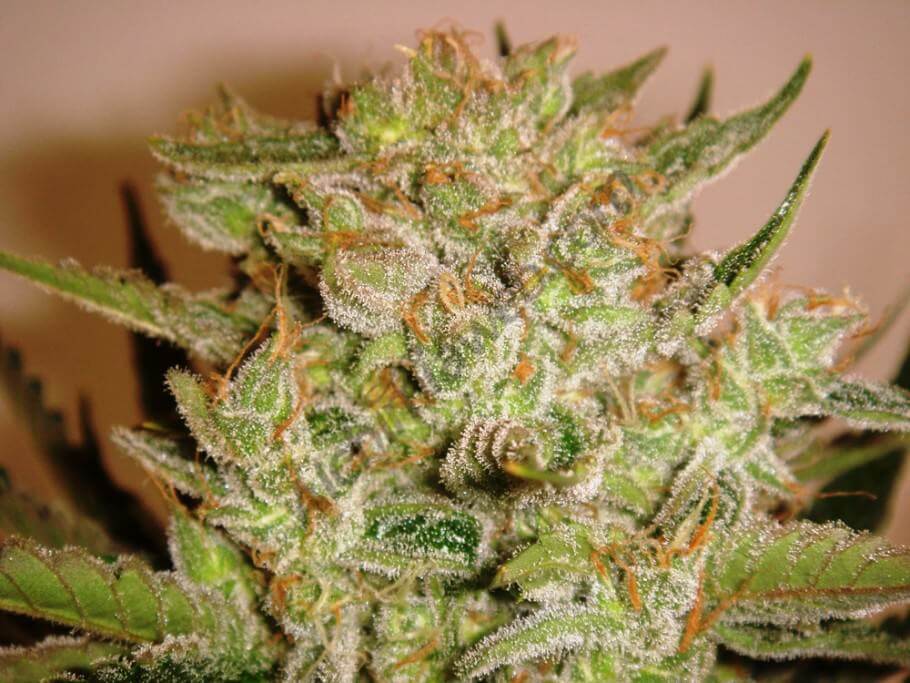 Tête principale de Bubble Kush avec 55 jours de floraison