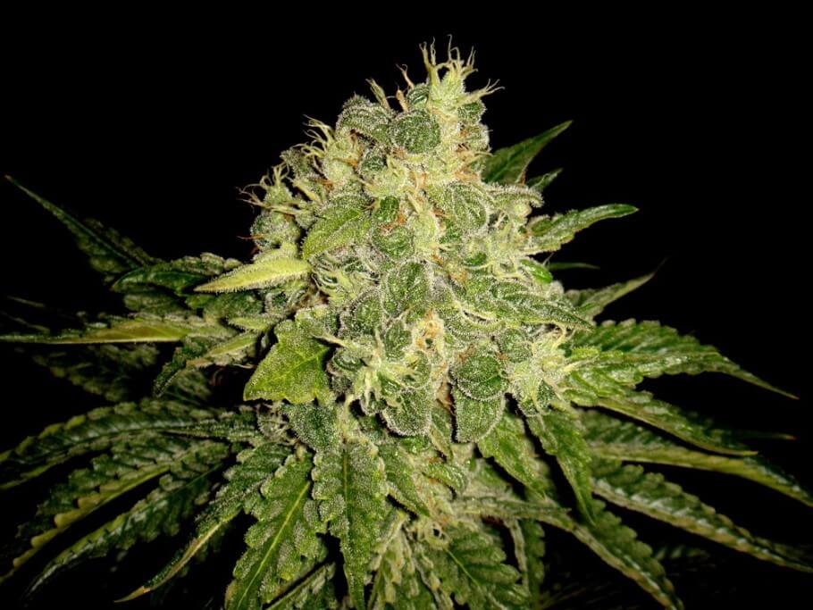 Informations sur la culture de cannabis en intérieur pour débutants