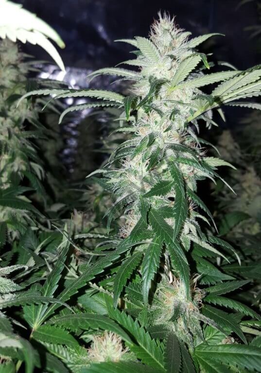 Cannabis Mataró Blue CBD après 7 semaines de floraison