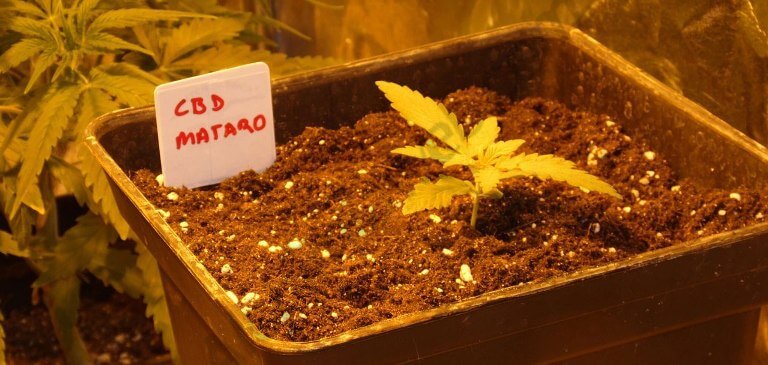 Cannabis Mataró Blue en croissance
