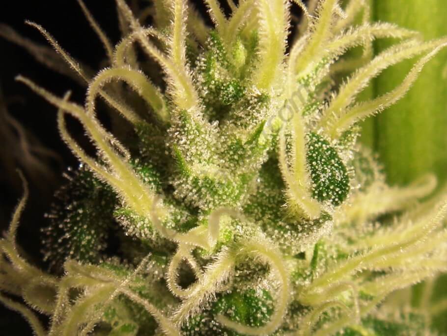  Trichomes à 33 jours de floraison