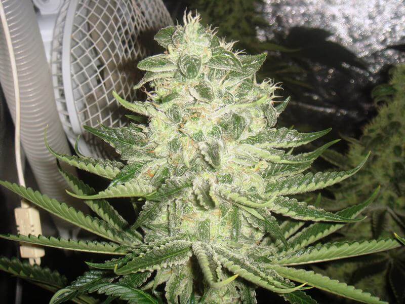 Cannabis Bubble Kush, 42 jours de floraison, recouvert de trichomes