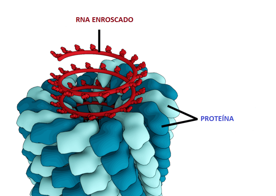 Structure du virus de la mosaïque du tabac (Source : Wikipedia)