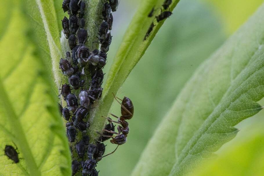 Association entre pucerons et les fourmis.