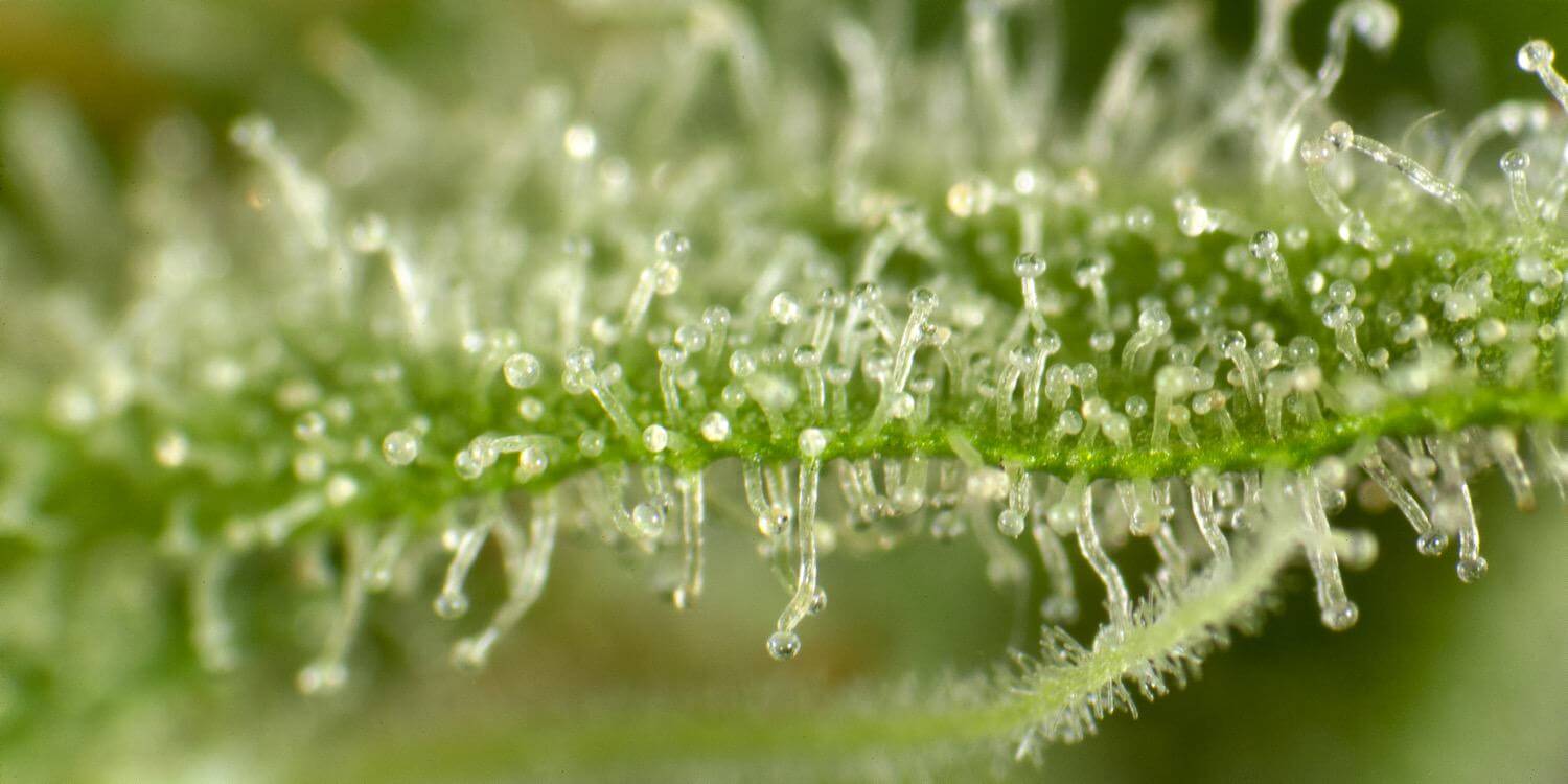 Les cannabinoïdes tels que le CBD se trouvent dans la résine des plantes.