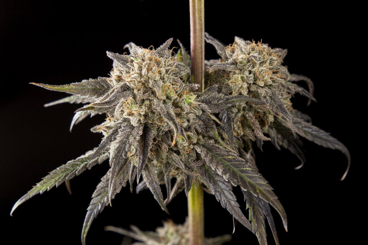 varietes-philosopher-seeds-riches-cbd