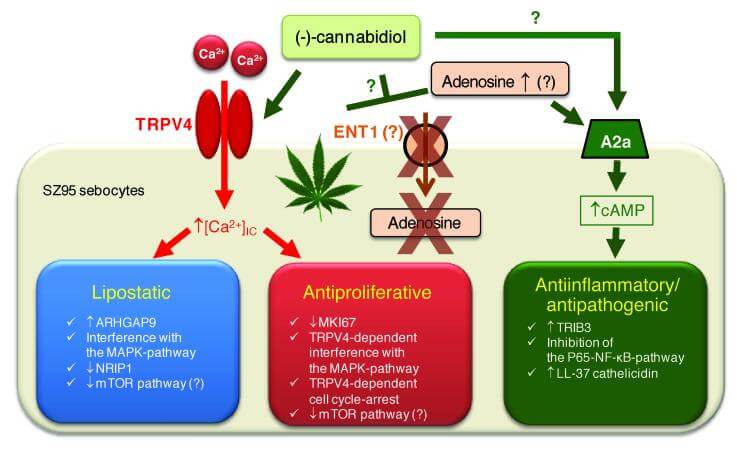 Le CBD traite efficacement les boutons d'acné